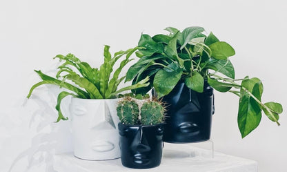 Cara Face Planter Negro