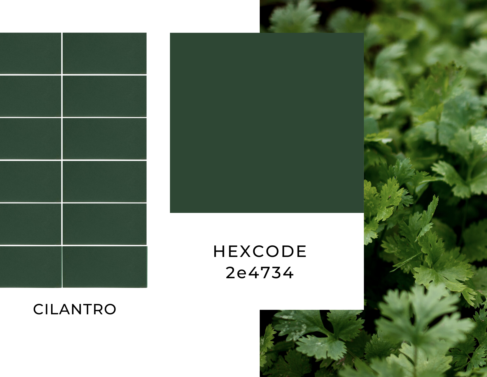 Calintro Color Code Oval Cilantro 4