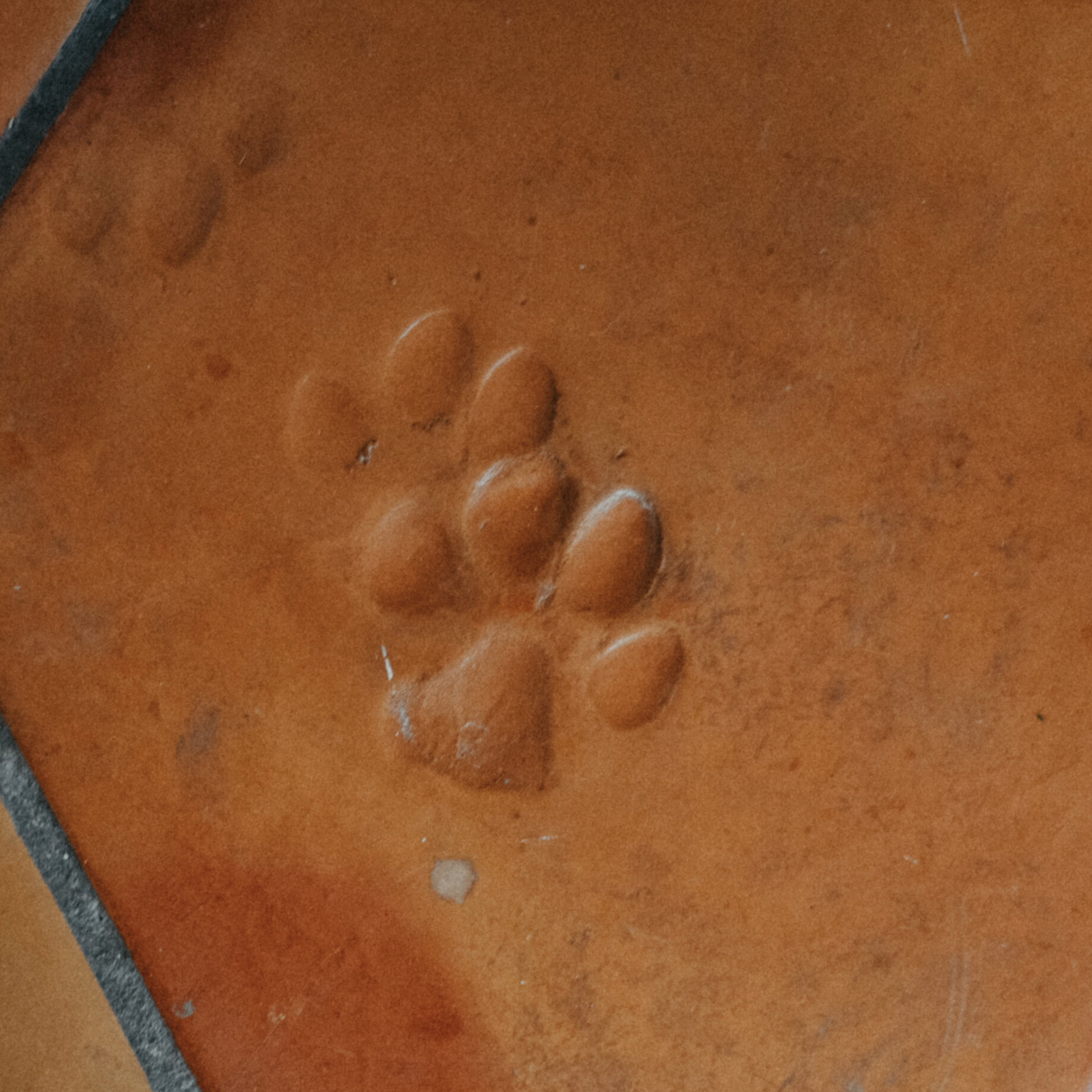 Dog Paw | Chicken Foot Terracotta 12