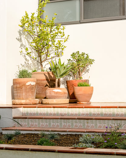 Fandango White Chicle 8x8