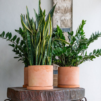 zz plant terracotta pot Oaxaca Terracotta Planters – Clay Imports
