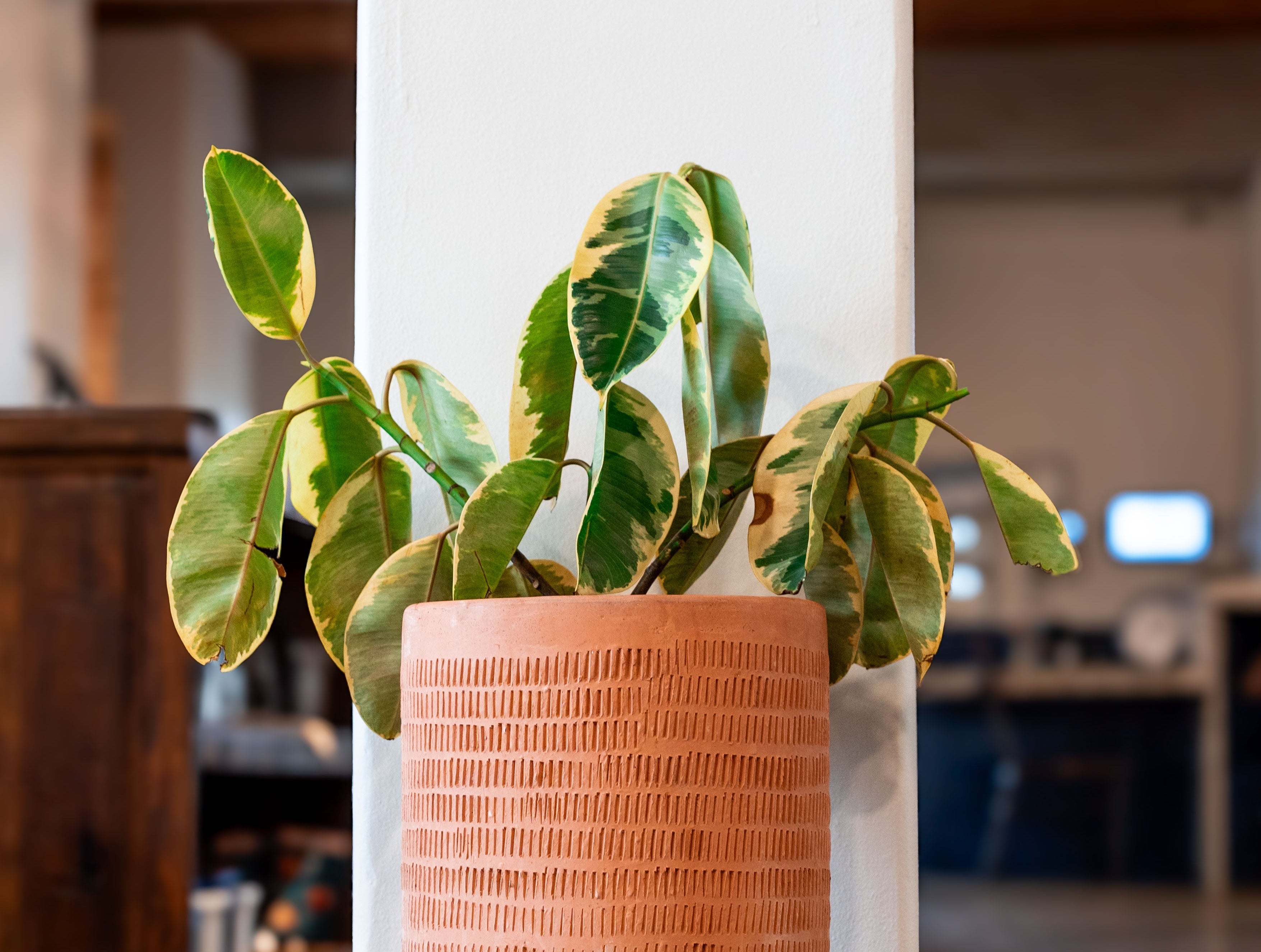 Oaxaca Etched Terracotta Planters – Clay Imports
