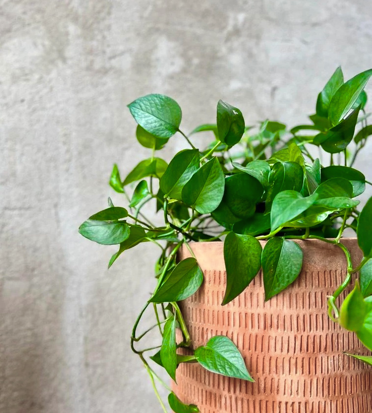 terracotta pot for pothos Oaxaca Etched Terracotta Planters – Clay Imports