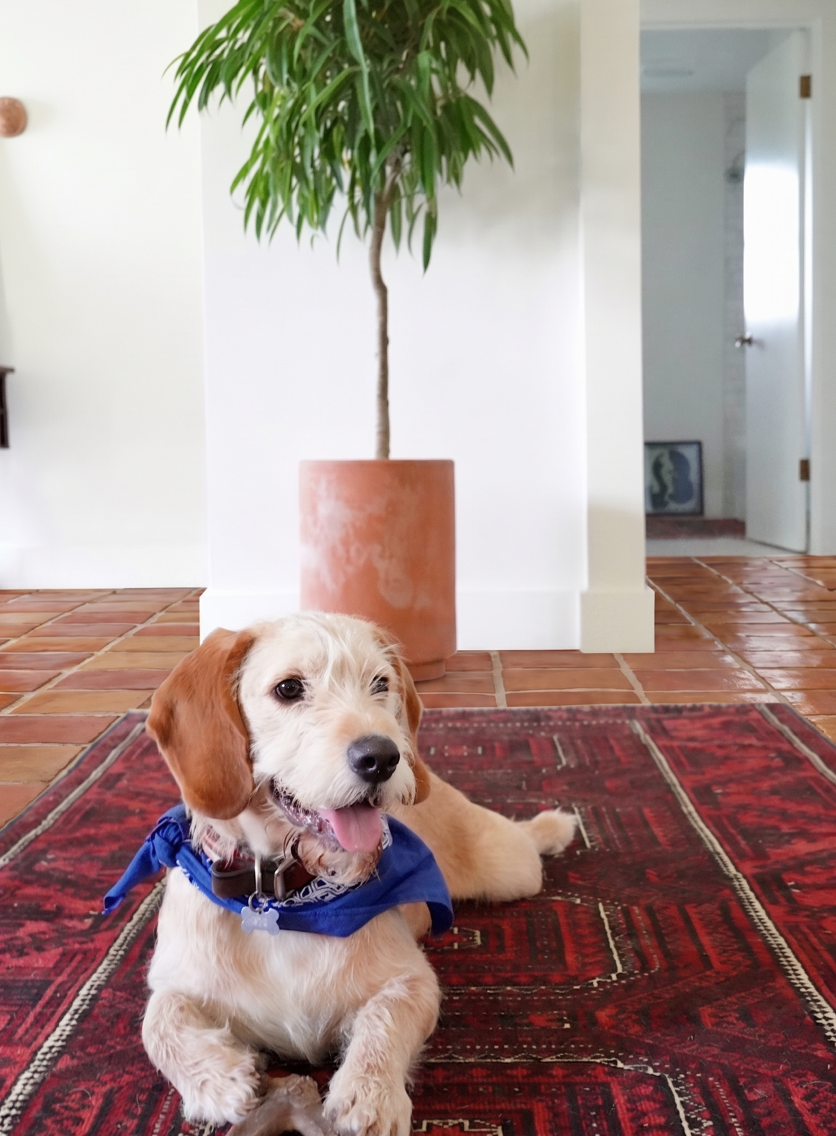 Dog sitting on a red patterned rug with a plant in the background