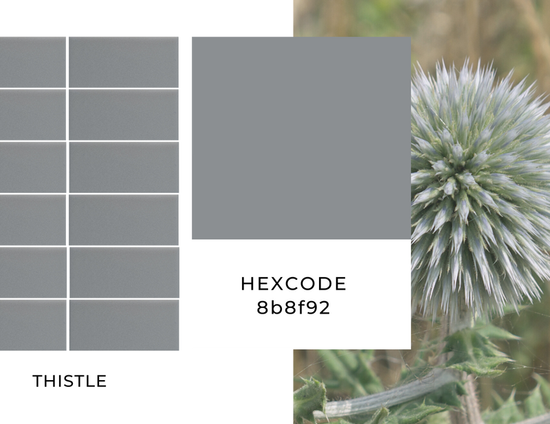 image of a plant with grey color swatches