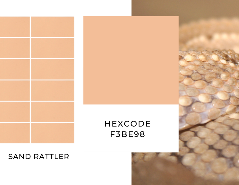 image of scales snake skin with peach orangey color swatches