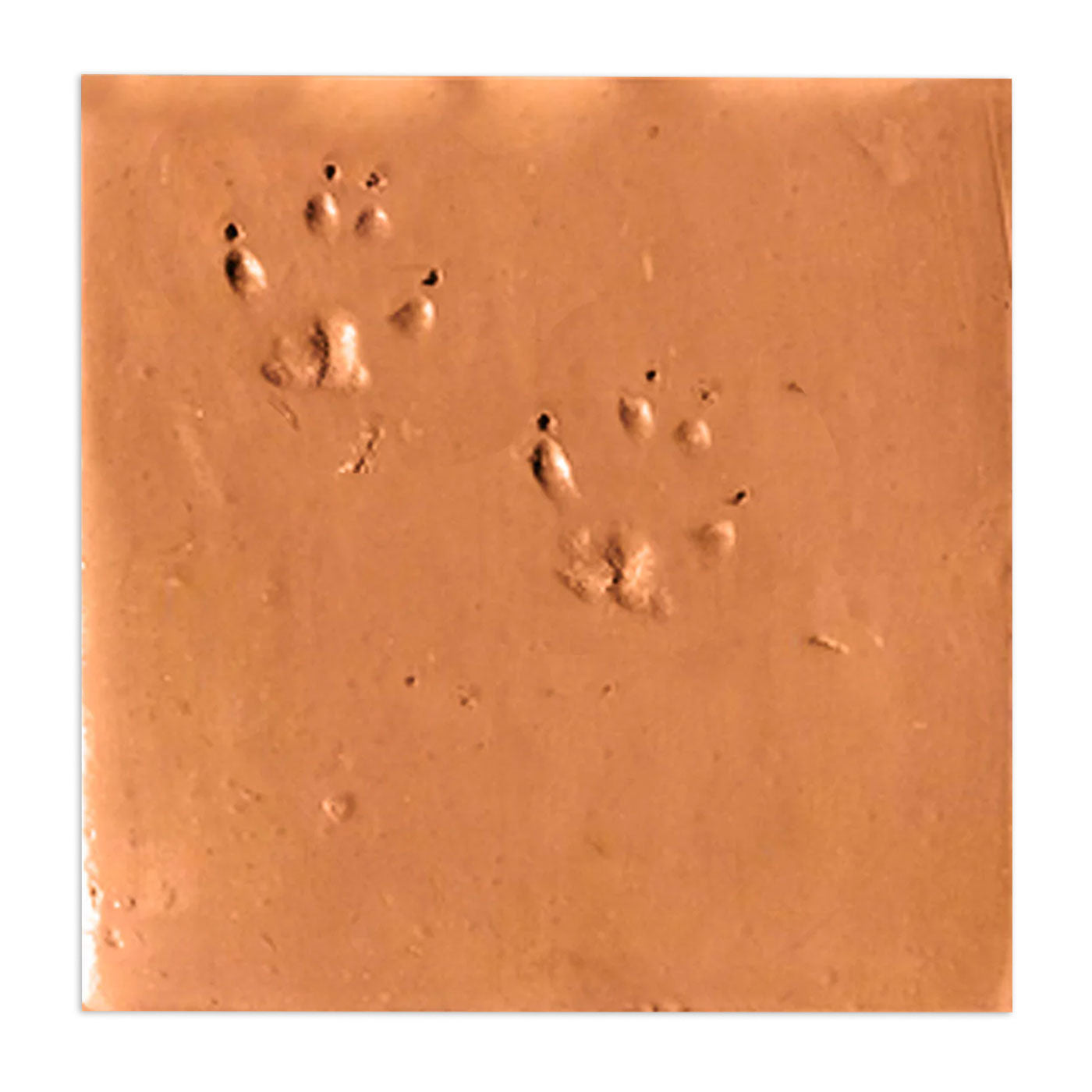 Dog Paw | Chicken Foot Terracotta 12" x 12"