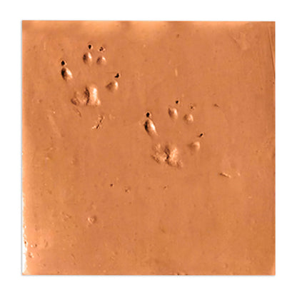 Dog Paw | Chicken Foot Terracotta 12" x 12"