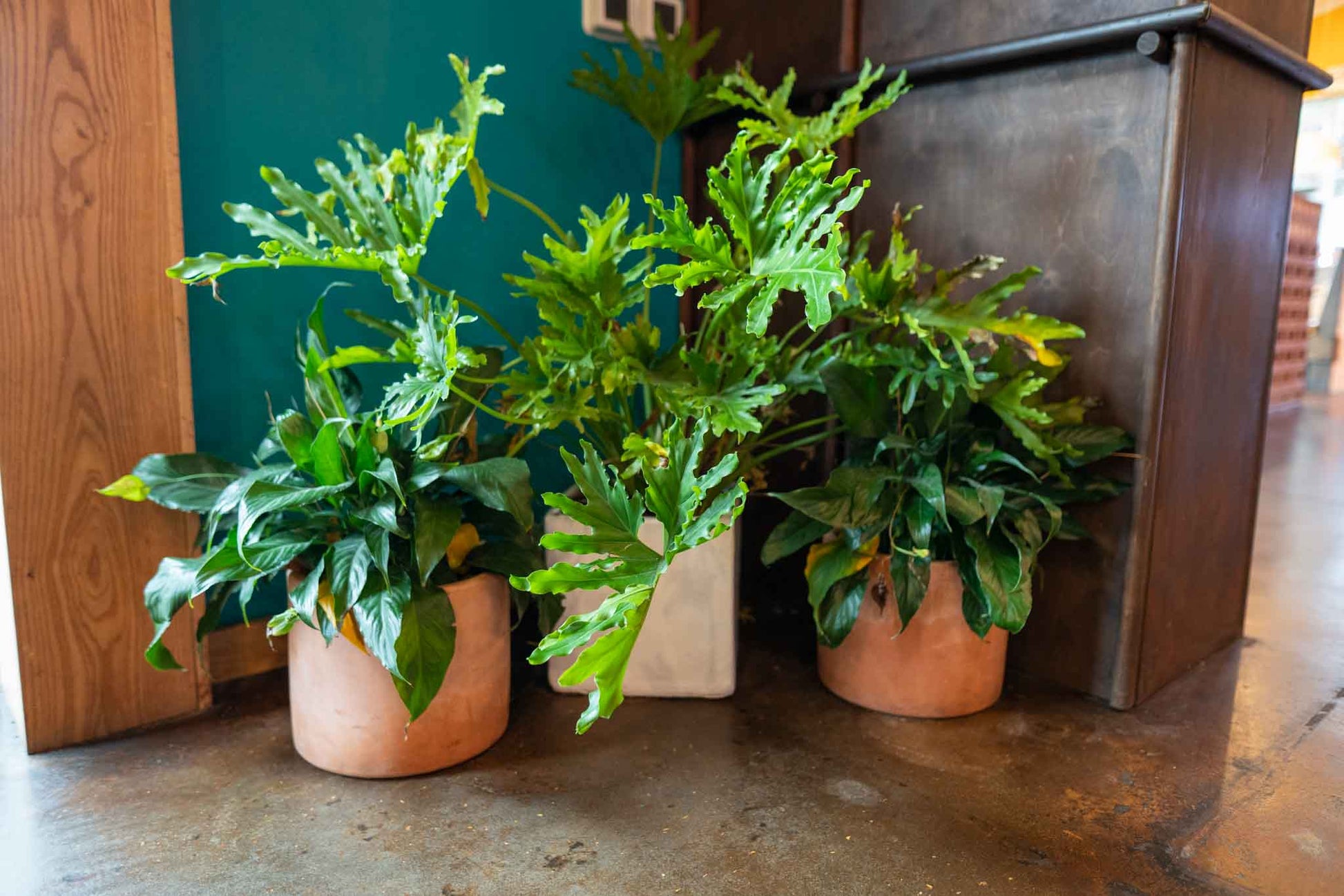 terracotta house plant pots Oaxaca Terracotta Planters – Clay Imports